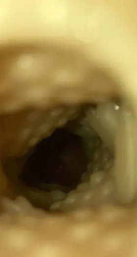 Internal View Of Me Breeding My Fleshlight