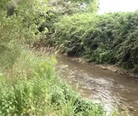 Active wildlife [0:48]