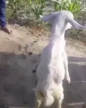 I just think it looks so wierd