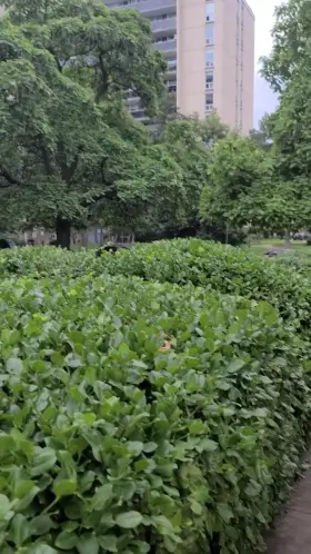 A little shy but would still love to blow you here