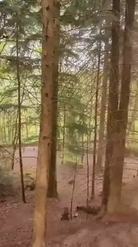If you go down to the woods today.. [00:20]