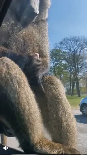 Monke Fun