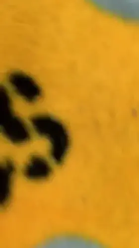 Who’s ready for some Sunday football?? 🖤💛