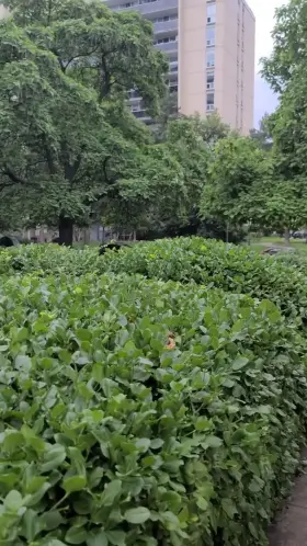 I love flashing my big juicy tits