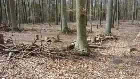 We are going to the fire place 🌳🔥⛺