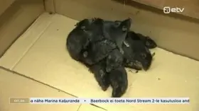 Dirty job: untying these rats