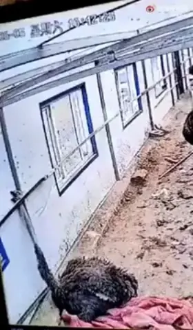 Ostrich accidentally yanks off its own head during an attempt to free its head from getting stuck