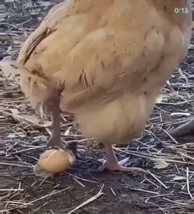 Chickens are ruthless
