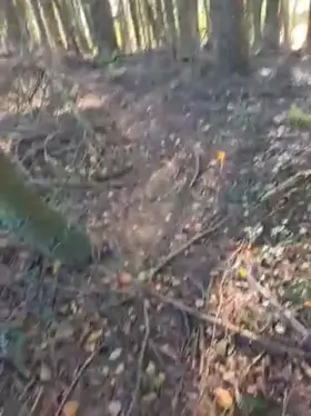 What would you do if saw me in the woods?! 🤔 (50')