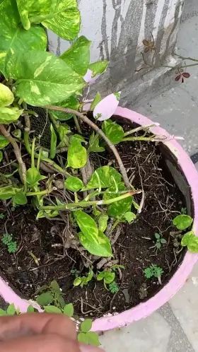 Ladies, I A[m] Back (m) Cummax