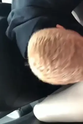 You caught me checking out your sister/girlfriend so you took me to the backseat to suck me off!