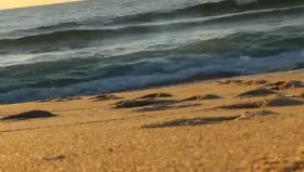 One more naked dive!