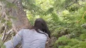 Next time you go for a hike, listen closer to the wind in the trees [GIF]