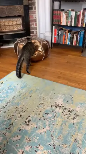 Hope you don’t mind but my kitty wanted to say hello 🥰