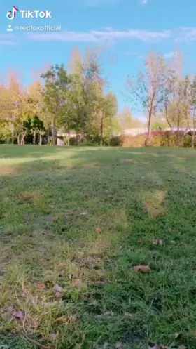 Unusual walk 😍🔥