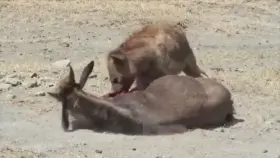 Hyena eating a live wildebeest in Tanzania!