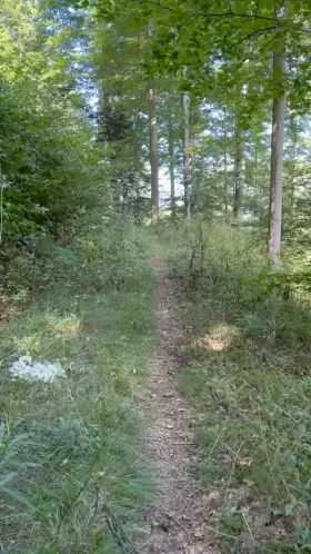 ahhh the great outdoors... what's a little wood in a forest of a thousand trees? 🪵