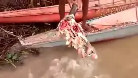 Piranhas devouring a cattle skull.