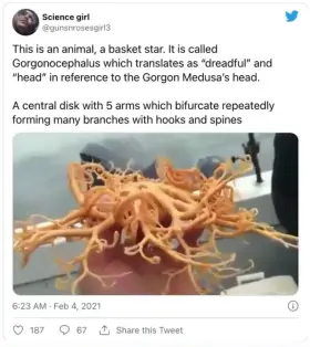 Imagine brushing your foot on this while swimming