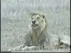 Lion having a seizure, the old King's time has come