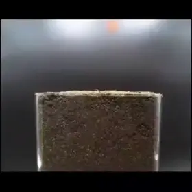 The way the plant moves