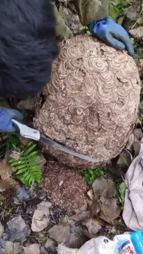 Cutting open a wasp's nest