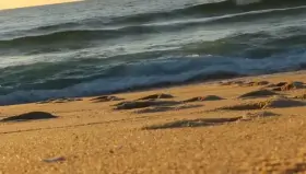 Quick dive in paradise