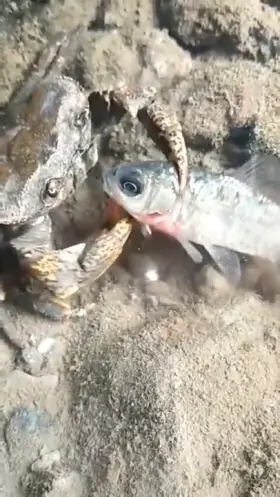 Crab murders a fish
