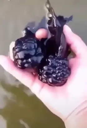 Imagine seeing this in your pond