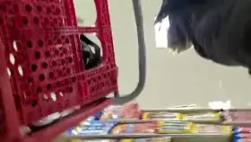 Want to come shopping with me?