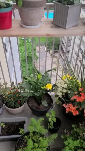 Getting my head used on the balcony, hope everyone sees