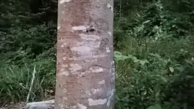 Darling, do you want to see the sequel?😍🔥 I will cum a lot💦❤️