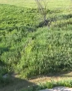 Morning walk with Mom