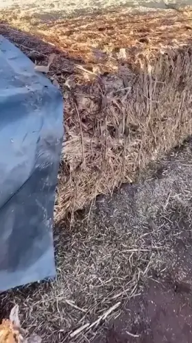 This swarm of rats on a hay bale