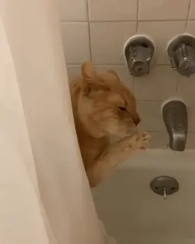 This is what happens when I take a shower.