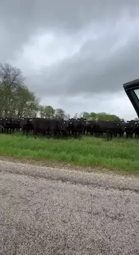 Showing off for the herd