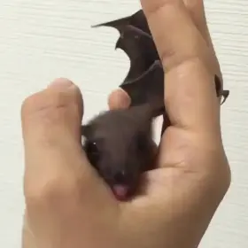 Cute bat licking hand