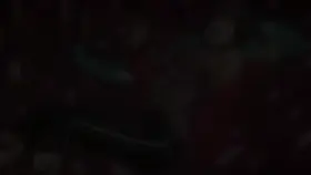 (M4A) Slithering and penetrating. It shouldn't feel so good, right? Hit me up in chat if you'd like to learn more.