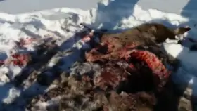 Just a little nudge to wake her up