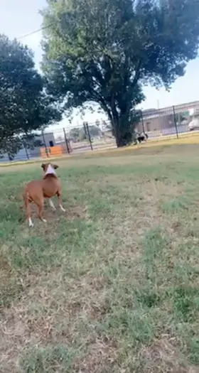 When your in the middle of having sex and your dogs really have to go outside😂🤷🏽‍♀️