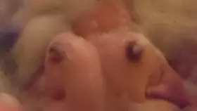 Hump day? It's titty bounce day