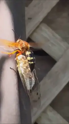 Cicada killer wasp in action