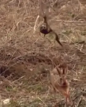 enjoy her a$$ before it gets taken down