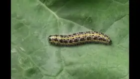 Parasitic wasp larvae burst from a caterpillar's body