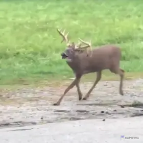 Deer with Chronic wasting disease (CWD), Zombie Deer Disease, is a transmissible spongiform encephalopathy (TSE) affects members of the deer family.
