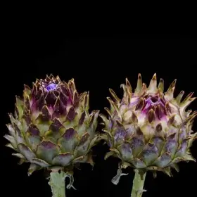 Artichoke buds are only edible for so long. Once the buds bloom, the structure changes to a coarse, barely edible form, sprouting a cluster of many small Flowers
