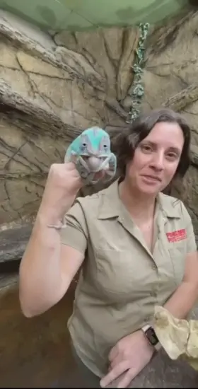 Chameleon stole my clothes