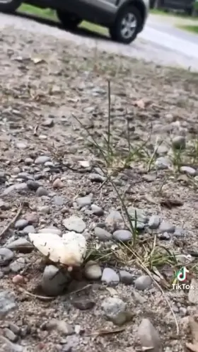 let’s pretend it’s just a nut