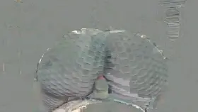 This shit would have me rock hard🥴