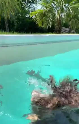 Imagine you saw me like this in the pool, what would you do?